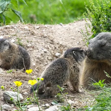 Отель Alpenrose 3*